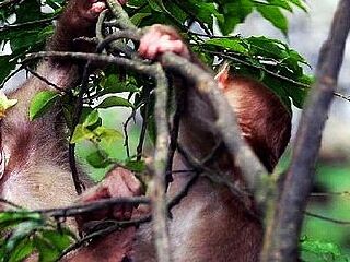 峨眉山生态猴区