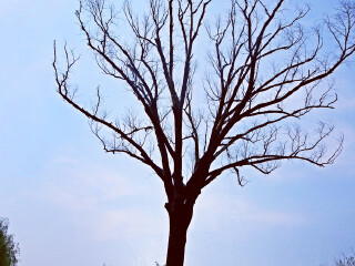 王家峪八路军总部旧址