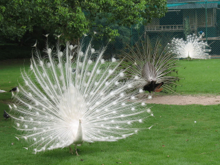 嘉峪关中华孔雀苑景区