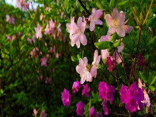 天门山国家森林公园