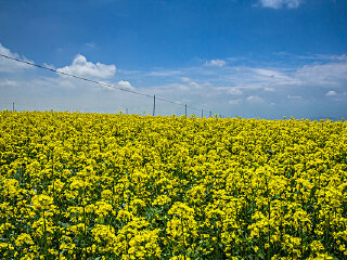 清溪油菜花海