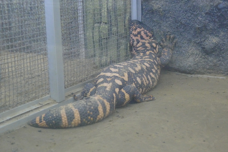 北京动物园之两栖动物爬行馆