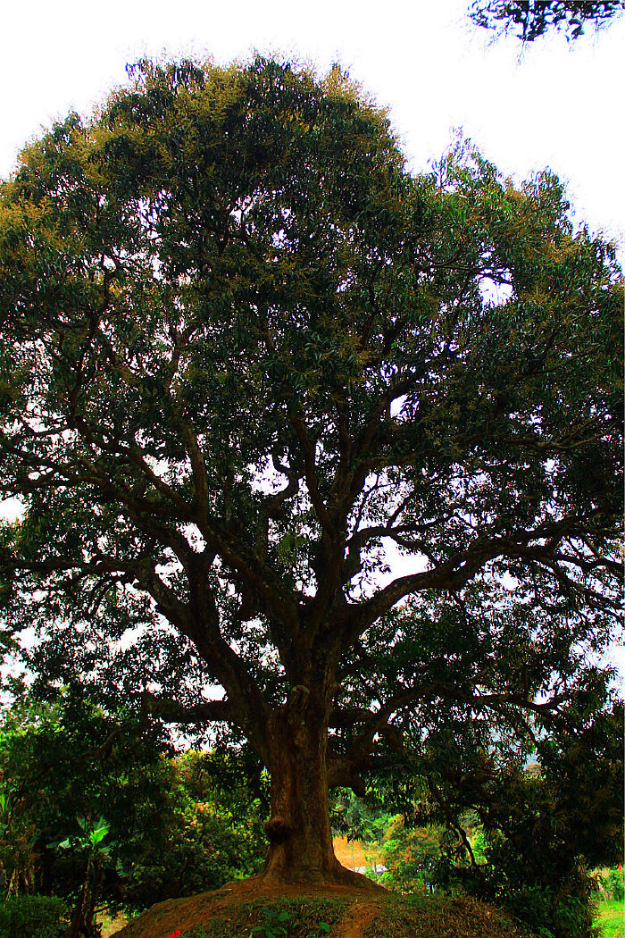 清溪大王山的古芒果群落,是东莞迄今发现的面积最大的古芒果树群落.