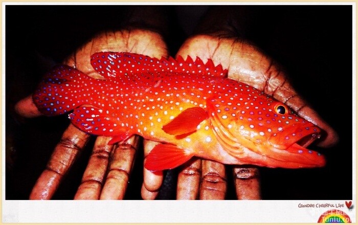 此后,其他的人也陆续有所斩获,而本人钓了一条巨无霸的红色鲑鱼(名称