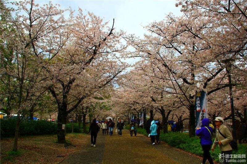 公园了也能见到这种带着毡布在樱花树下席地而坐的家庭.人来鸟不惊.