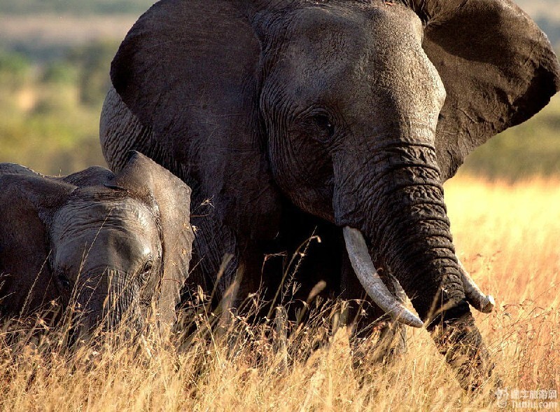    非洲五兽之一:猎豹