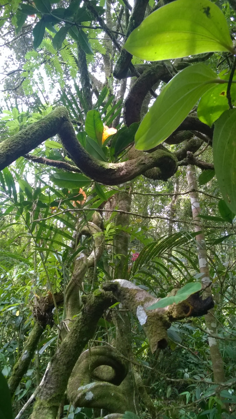 沙巴---南中国海的孩子