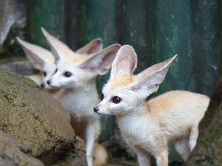 杭州野生动物世界