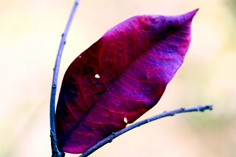 这片应该是乌桕的树叶了吧.登高望远,山脚下的莲花湖尽收眼底.