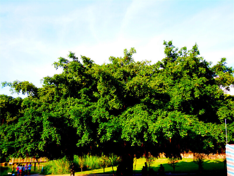 池塘边一棵榕树像一柄巨大的绿伞,遮荫蔽日
