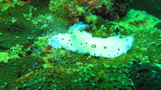 熊猫海兔,在和潜伴失散的时候拍下的