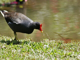 卡塞拉飞鸟公园