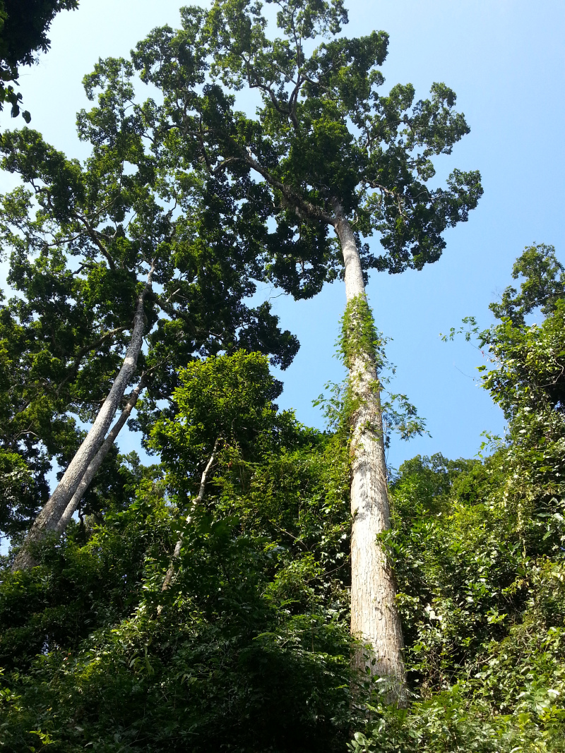 云南之南——望天树空中走廊_西双版纳望天树游记_途牛