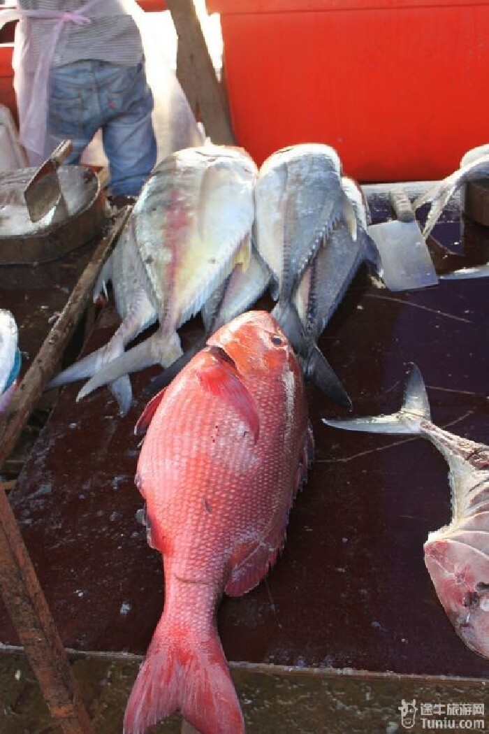 【马来西亚沙巴攻略】带着娃沙巴看小丑鱼长鼻猴萤火虫