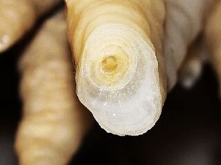 怀托摩萤火虫洞