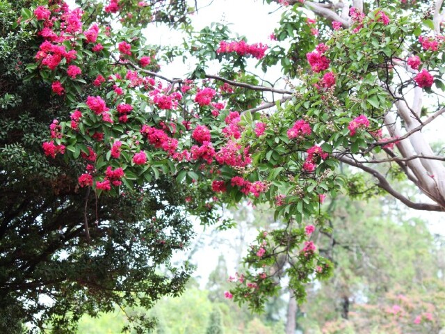 传说它就是火把花?你信么?怎么和我先前看到的火把花不一样呢?