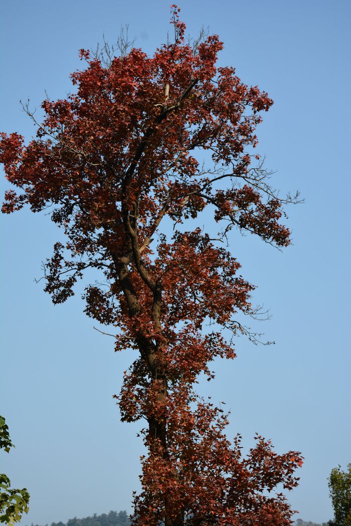 又高又大的枫树像什么图片