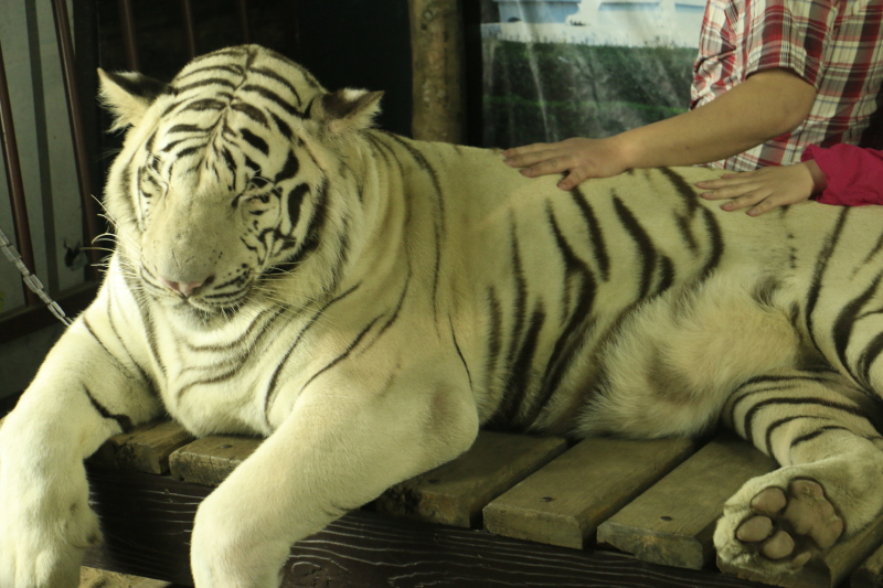 【泰国清迈,清莱】感受小城的慢悠悠生活_清迈夜间动物园游记_途牛