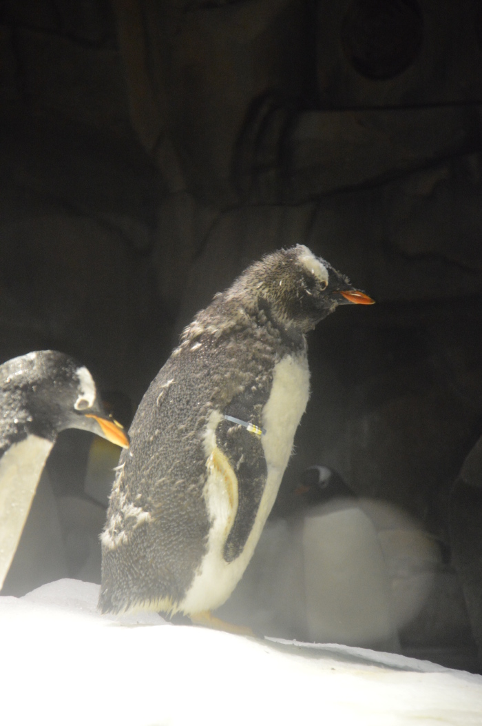 帝企鹅一出场就有与生俱来的王者气质