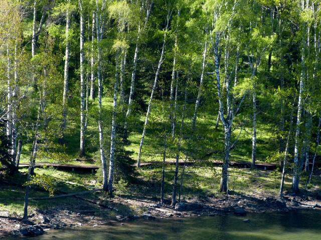 路两旁,有些树皮呈白色的树,学名是疣枝桦.