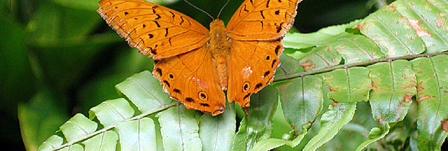 澳大利亚蝴蝶保护区旅游攻略