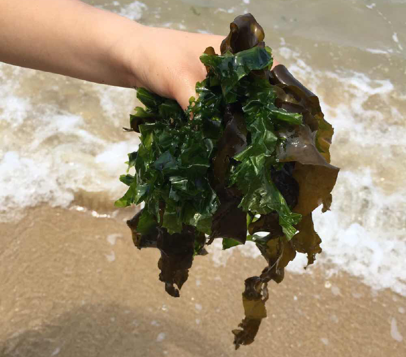    礁石里面还有海带.