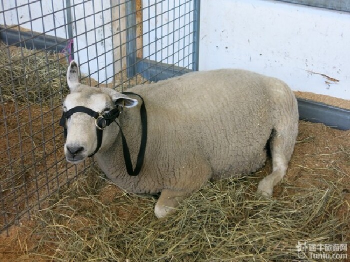 为什么给羊带上嘴套呢?它又不咬人.