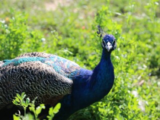 嘉峪关中华孔雀苑景区