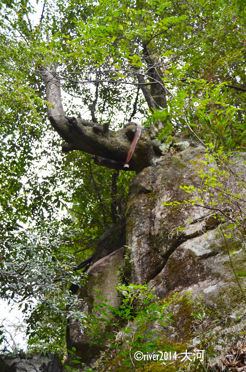 山石上长的这棵树,与石头融为一体,树干