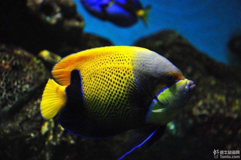 有点恶心= =彩色鳗鱼狮子鱼~感觉萌萌哒~~火焰贝寄居蟹~小时候还买过