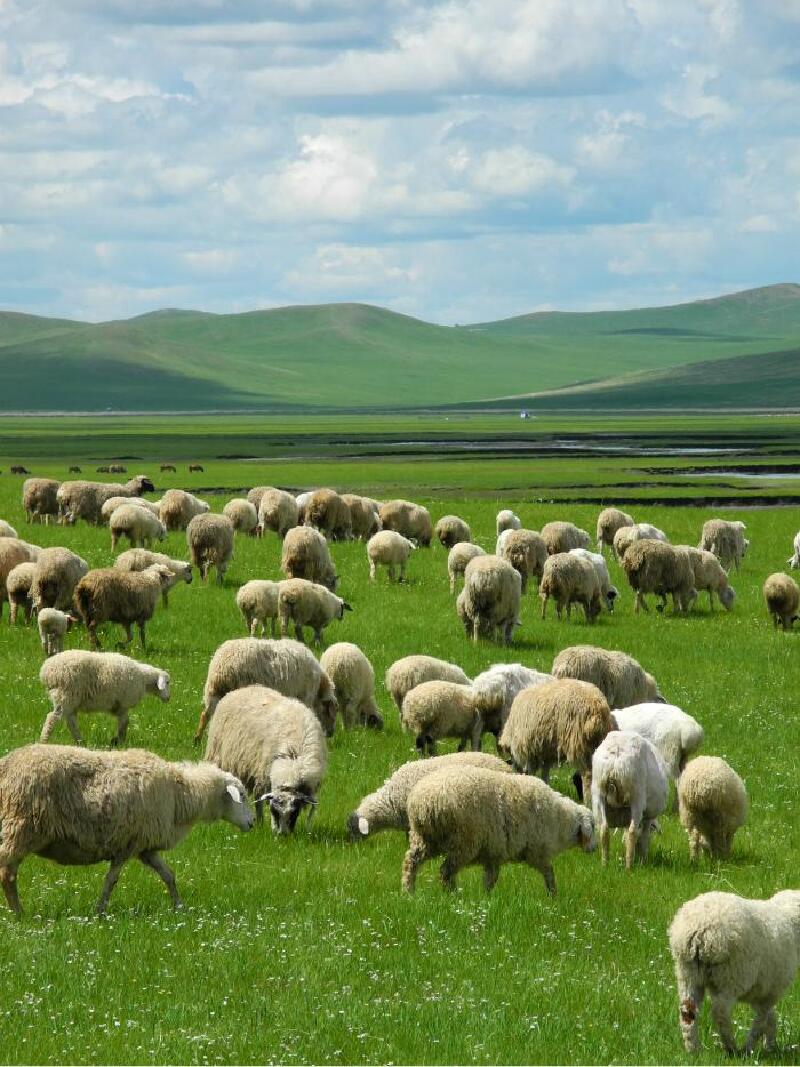 初夏美丽的呼伦贝尔之行