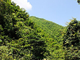 桃源洞国家森林公园