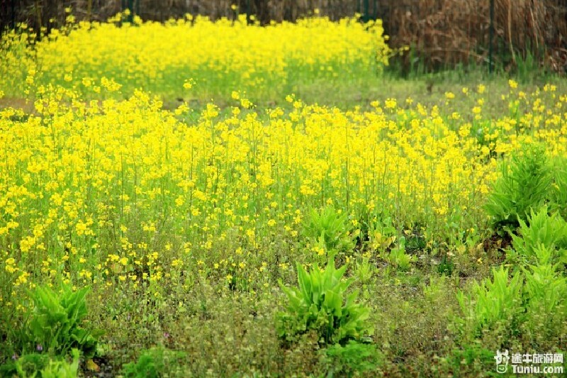 上海青浦金家生态村