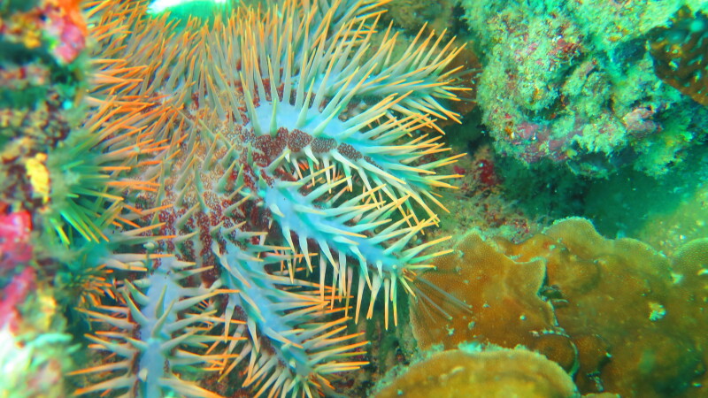 魔鬼海星,专门吃珊瑚,是个坏东西!