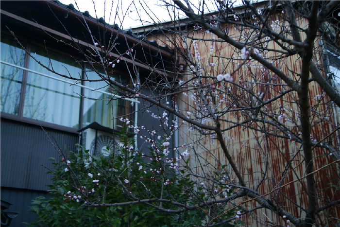 【日本】爱在樱花漫天纷飞时,日本深度八日游(途牛销量冠军线)