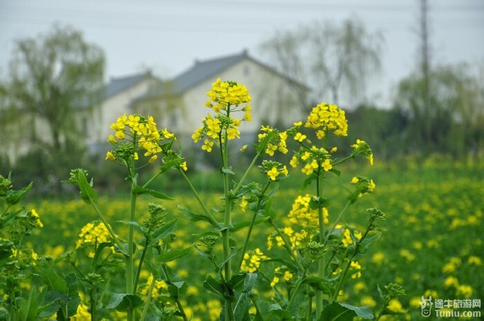 泰州赏油菜花记【多图】_泰州姜堰溱潼古镇游记_途牛