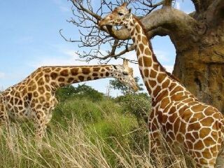 长沙生态动物园