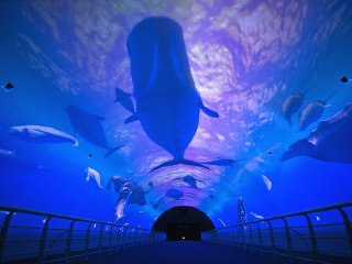 大连圣亚海洋世界