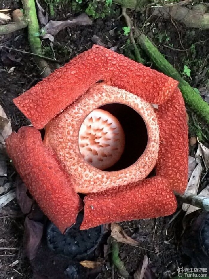 那些行走在路上的时光--马来西亚--亚庇幸福之旅