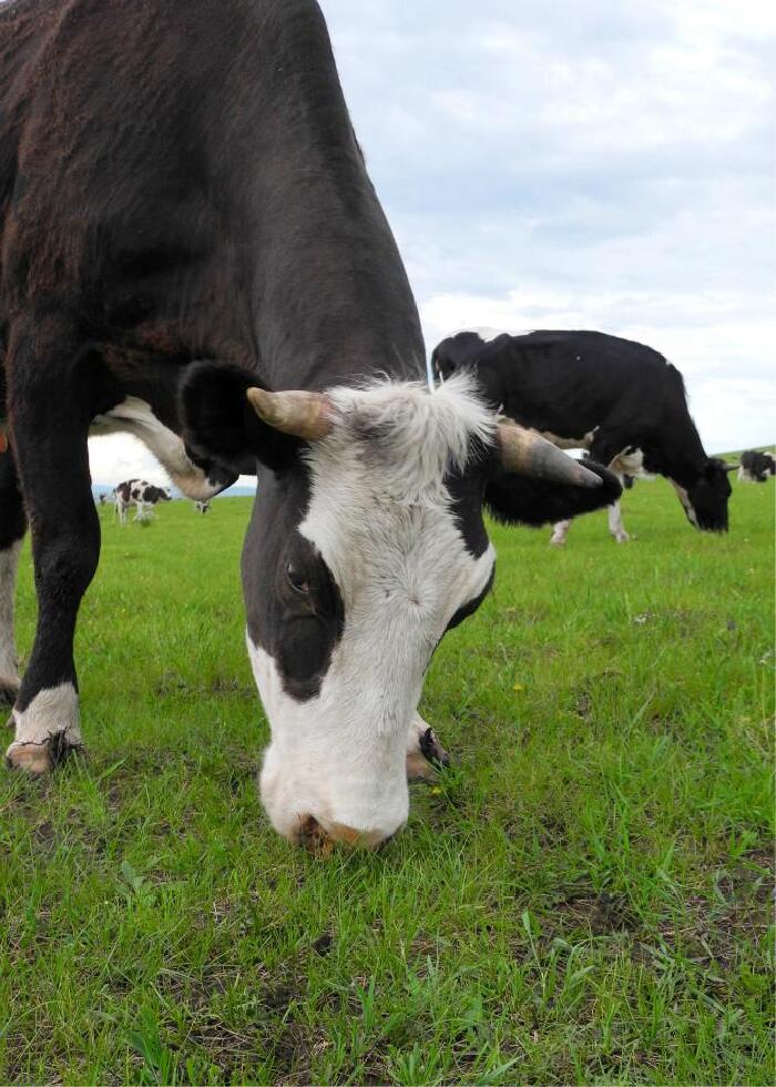 剩下的馅儿包了煎饺,店家加了一个炖排骨,80元;晚餐,室韦安达中蒙餐厅