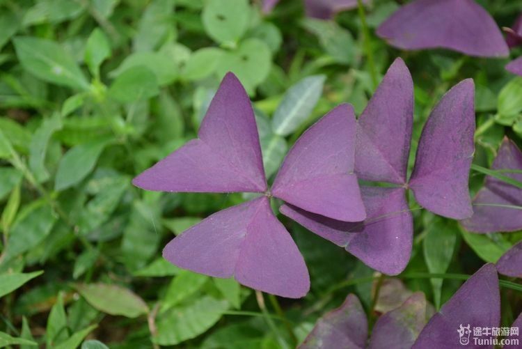 南京中山植物園旅遊攻略夏季避暑休閒好去處