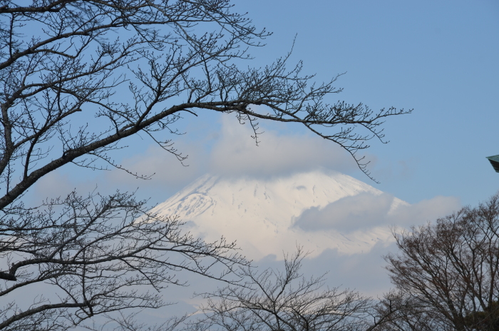 2月早樱,和风浓浓{游记 景点简介 高清美图 美食指南}