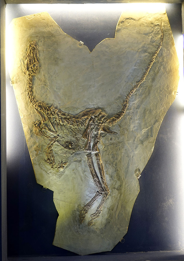 阿根廷巨鹰化石图片图片