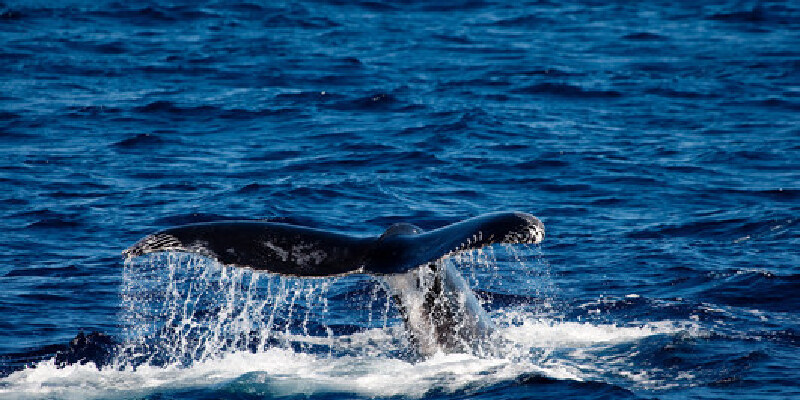 台东东部海岸赏鲸豚活动攻略 台东游玩攻略大全