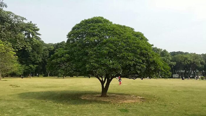植物园以南亚热带季风常绿阔叶林的植物学和生态学知识为主题建成蒲