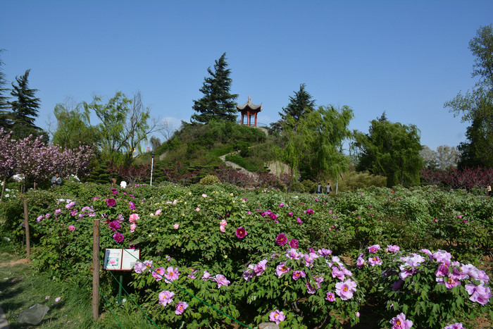 【河南洛阳三日游】day1:千年帝都,牡丹花城--国家牡丹园