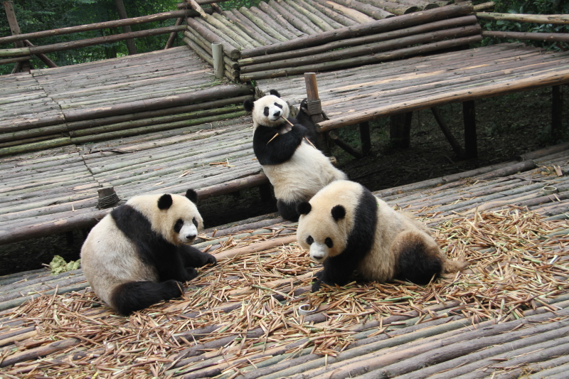 带着老妈,女儿10日9晚游成都(难忘的自由行)