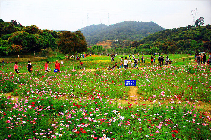 清溪大王山罗坑水库景区"花海世界"雏形初现,"花海"内十几种鲜艳的