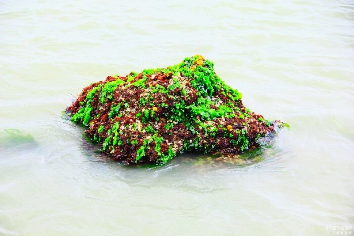 潮水中的礁石上长满了像海带一样的植物.