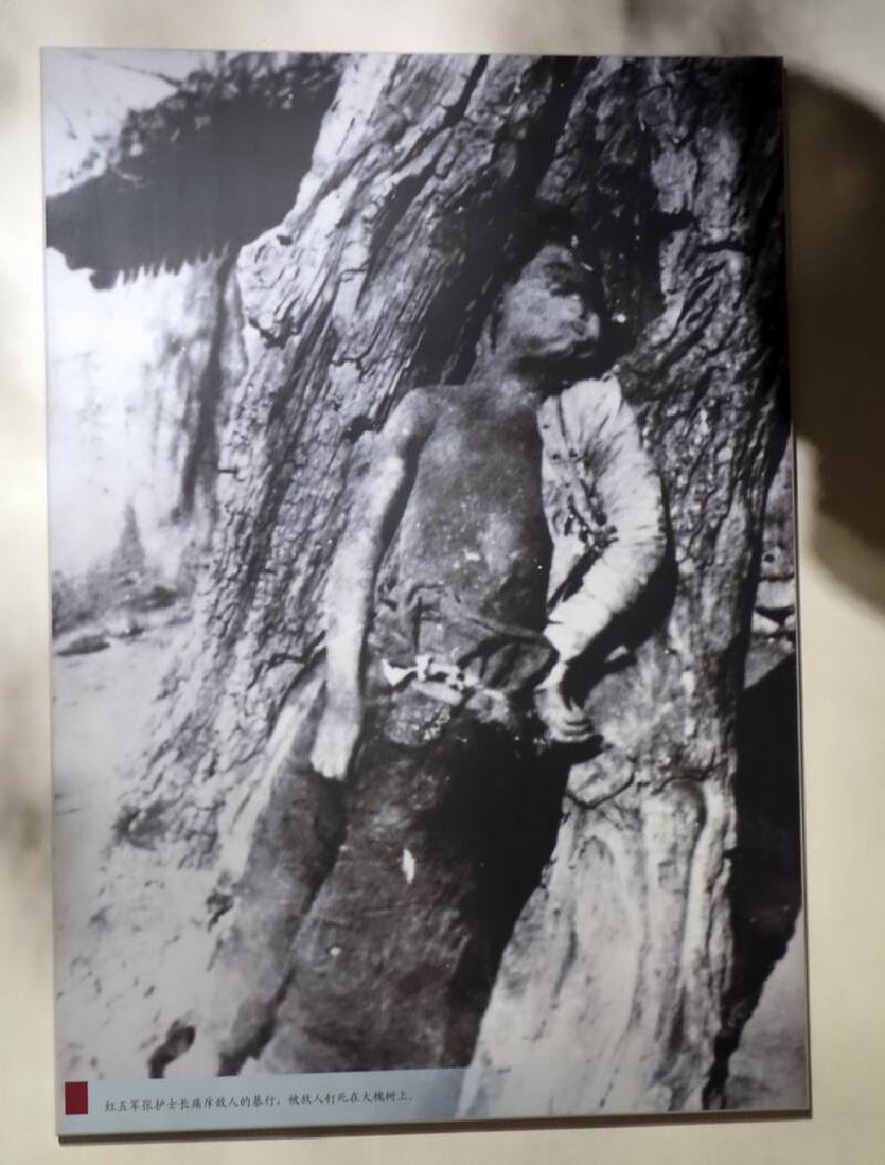 这是被敌人绑在树上剖腹的西路军女护士照片被俘人员坚持斗争武威关押